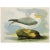 John James Audubon Sooty Tern and Fulmar Petrel After Audubon, 1966 Cottage Prints For Sale - Image 4 of 7