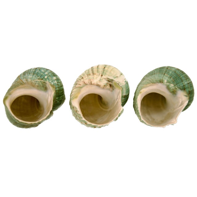 Late 20th Century Green Blue Turbo Shells – Set of 3 For Sale - Image 5 of 6