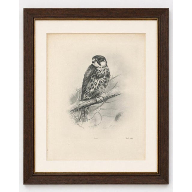 Antique eurasian hobby falcon print by lilian m. Medland, circa 1908 a finely detailed original antique ornithological...