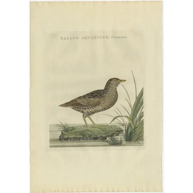 Antique print titled ‘Rallus Aquaticus, Foemina'. This print depicts a female water rail (Dutch: waterral). The water rail...