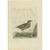 Antique print titled ‘Rallus Aquaticus, Foemina'. This print depicts a female water rail (Dutch: waterral). The water rail...