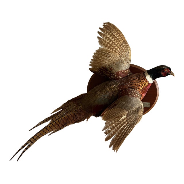 Vintage 1973 Flying Ring-Necked Pheasant Taxidermy Wall Mount With Provenance Plaque For Sale