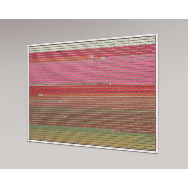 Edition Aerial Views Bernhard Lang Image: AV_Tulip_Fileds_035 Size B: 52,3 x 39,3 inches, 133 x 100 cm Captured in 2016 in...