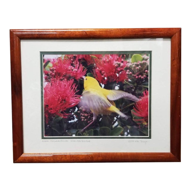 Framed Original Photography Print Yellow Bird in Hawaiian Blossoms For Sale