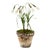 Potted Paper Snowdrops For Sale