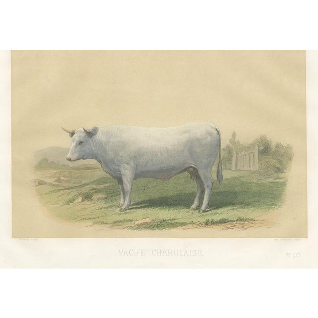 Geoffroy After Jadin, Charolais Cow, 1873, Paper For Sale - Image 12 of 12