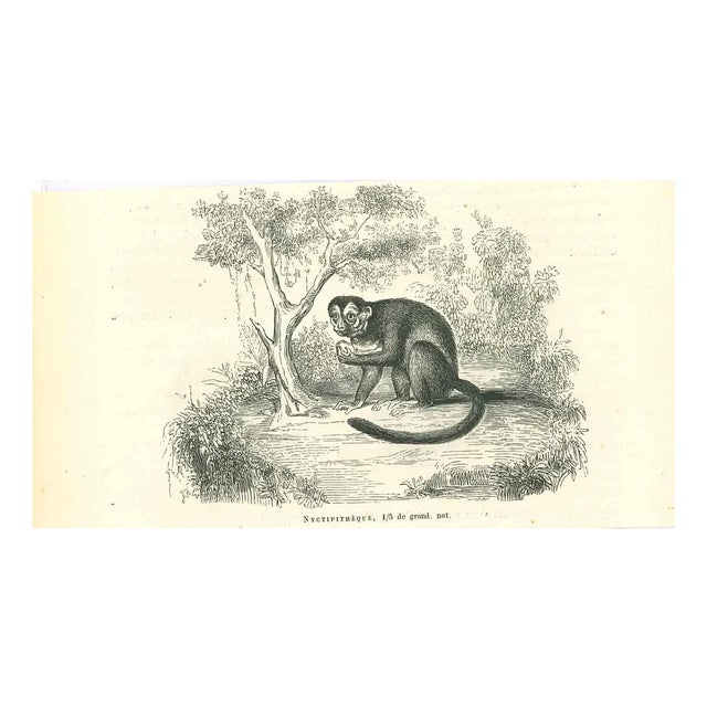 Paul Gervais, The Monkey, 1854, Lithograph For Sale