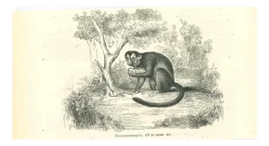 Paul Gervais, The Monkey, 1854, Lithograph