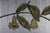 3 Chinoiserie Gold Silver Metallic Tropical Bird Crane Leaf Vine Hanging Panels 63" For Sale - Image 16 of 17