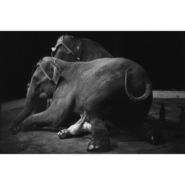 Heavyweight Eighteen-year-old animal trainer Zabuna lying under one of her performing elephants. This stunt forms part of...