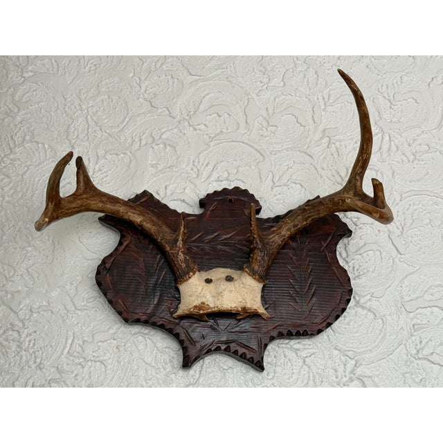 Tony Duquette Early 20th Century Black Forest Style Deer Antler Trophy on Carved Shield Plaque For Sale - Image 4 of 7