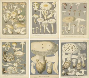 Barla, Mycology Illustrations of Various Fungi, 1890s-1910s, Prints, Set of 6