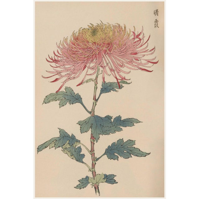 Japanese Spider Mum by Hasegawa, Vintage Botanical Art Print, 12" X 18" For Sale