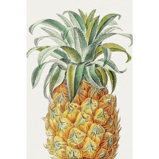 Paint Vintage Hand-Drawn Pineapple, Botanical Art Print Reproduction, 24" X 36" For Sale - Image 7 of 10