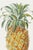 Paint Vintage Hand-Drawn Pineapple, Botanical Art Print Reproduction, 24" X 36" For Sale - Image 7 of 10