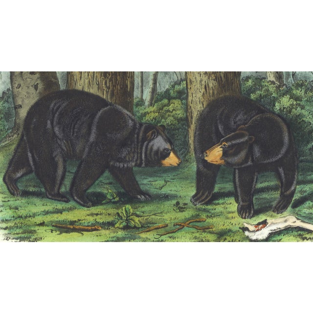 Original first edition Audubon stone lithograph from "The Viviparous Quadrupeds of North America", octavo edition, printed...