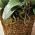 Textile Phalaenopsis Orchid Drop-In 36" For Sale - Image 7 of 7
