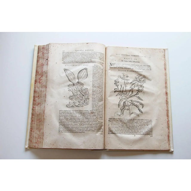 De Indiae Utriusque Re Naturali Et Medica Libri Quatuordecim For Sale - Image 12 of 13