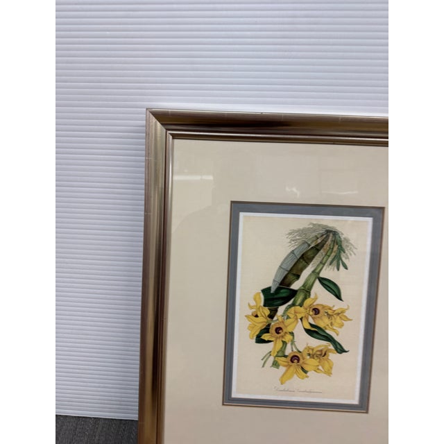 Louis Van Houtte's Orchid Botanical Print, Framed For Sale In San Francisco - Image 6 of 12