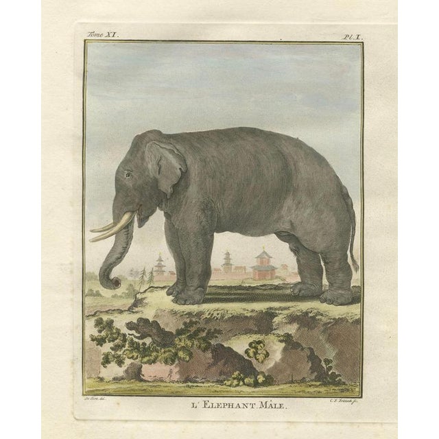 Charming elephant pair, antique hand-coloured prints by buffon, 1769 this impressive matched pair of 18th-century elephant...