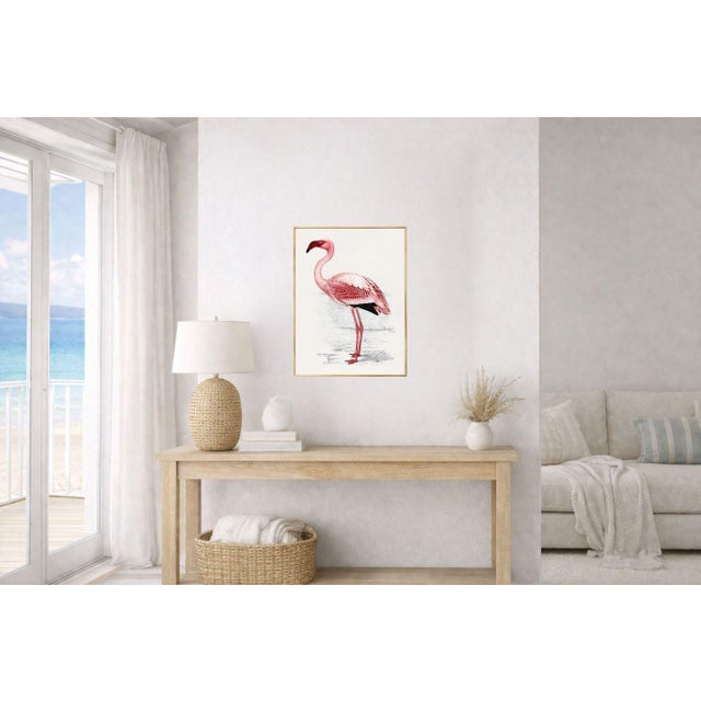 Lesser Flamingo by C. G. Finch-Davies, Vintage Reproduction Bird Art Print, 18″ × 24″ For Sale - Image 4 of 8