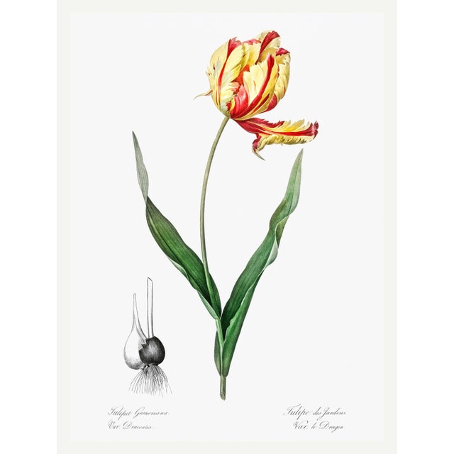 Didier's Tulip by Redouté, Vintage Botanical Art Print, 30" X 40" For Sale