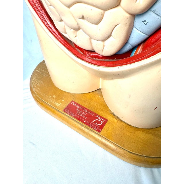 Denoyer Geppert Human Body Torso Anatomical Model 36 For Sale - Image 4 of 12