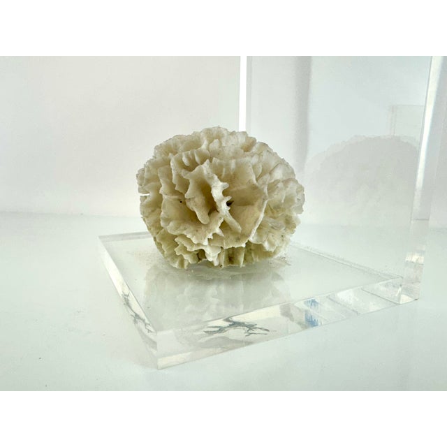 Vintage Mid Century Lucite Bookends With Natural Coral Specimens, Coastal Modern Sculptural Pair For Sale - Image 4 of 9