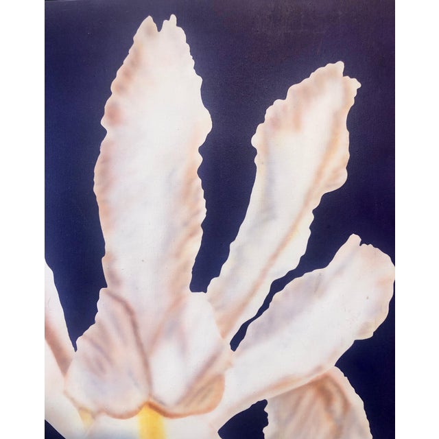 Clarence Measelle, Photorealism Still Life Acrylic Painting Flower Photo Realist Orchid, Vivid Blue For Sale In Miami - Image 6 of 11
