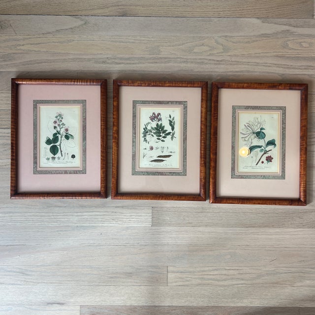 English Antique 1837 English Botanical Framed Prints- Set of 3 For Sale - Image 3 of 12
