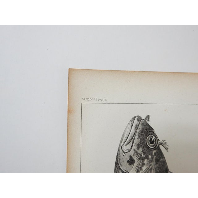 Rustic Mid 19th Century Us Pacifc Railroad Fish Lithograph Book Plate - A Pair For Sale - Image 3 of 5