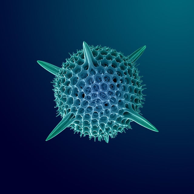 "Hexacontium" Radiolarian Digital Painting by Modernist Andrew Leonard For Sale