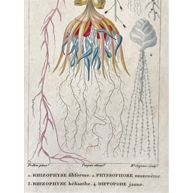 Early 19th Century Original Antique French Colored Engravings of Jellyfish by Turpin Paris 1816 - a Pair For Sale - Image 5 of 8