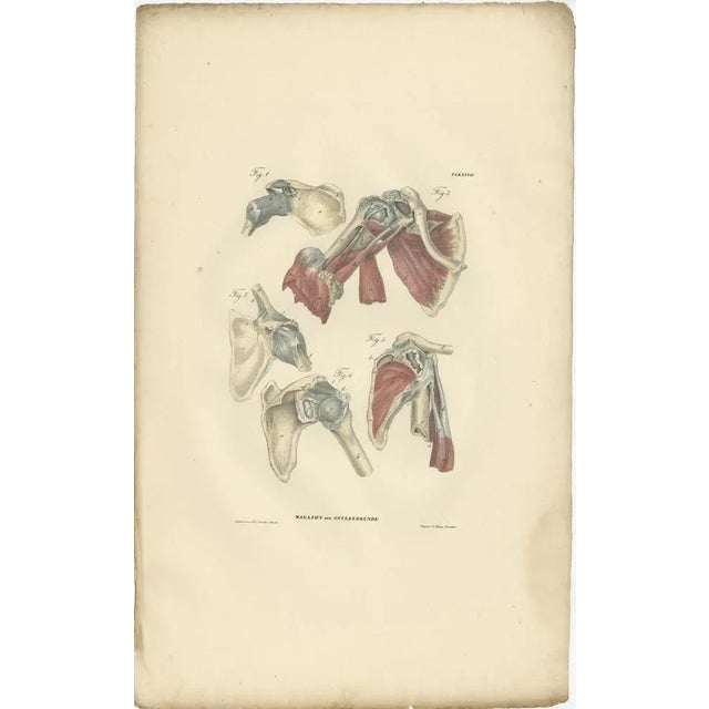 Anatomy Illustrations of Ligaments and Joints, 1839, Prints, Set of 13 For Sale - Image 8 of 15