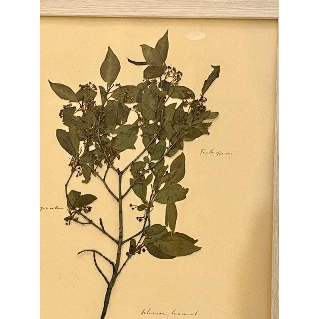 Vintage Set of 4 French Custom Framed Herbarium Herbier Botanical Specimens For Sale - Image 6 of 14