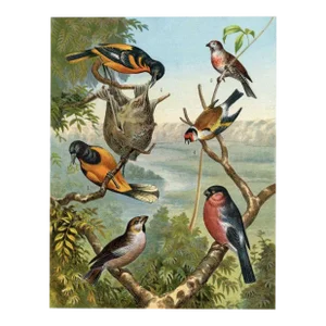 1886, Baltimore Oriole Print, Original Antique Bird Lithograph
