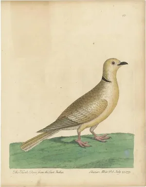 Albin, Turtle Dove from the East Indies, 1740, Print