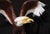 Brown Coloured Bronze American Golden Eagle Statue For Sale - Image 8 of 10