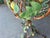 Vintage Mid Century Gueridon Glass Top Tole Lemon Citrus Table For Sale - Image 10 of 12