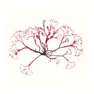 Bradbury Seaweeds 03, Unframed Artwork For Sale