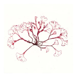 Bradbury Seaweeds 03, Unframed Artwork