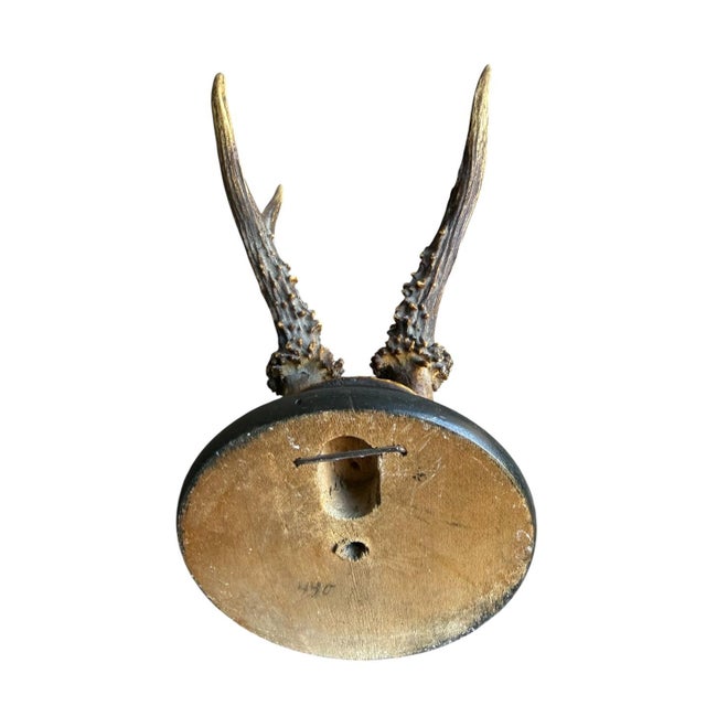 1900 - 1909 Roe Deer Trophy 129 Black Forest Antlers For Sale - Image 5 of 5