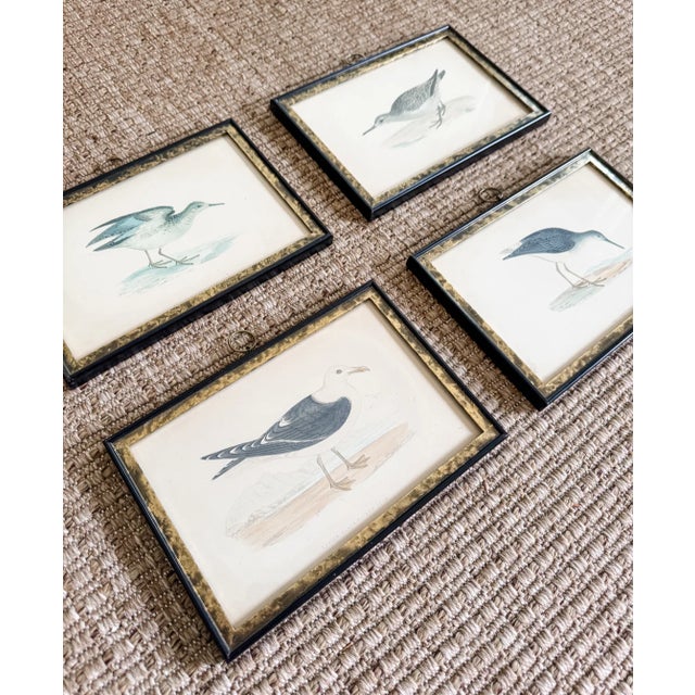 Victorian Set of Four Rare Antique Alexander Francis Lydon Framed Bird Prints | Original Victorian Hand-Colored Ornithological Engravings For Sale - Image 3 of 7