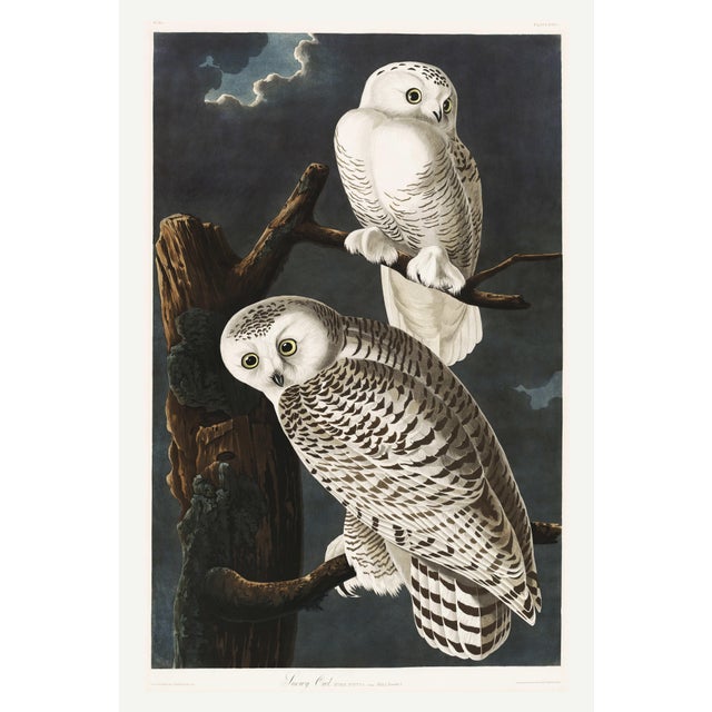 Snowy Owl, 1827 – John James Audubon Vintage Bird Art Print, 32" X 48" For Sale