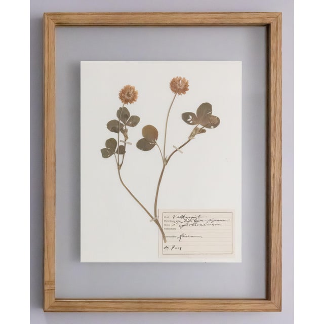 1910s Custom Framed Antique Finnish Herbarium Botanical Specimens (Floating Photo Picture Frame) For Sale - Image 5 of 9