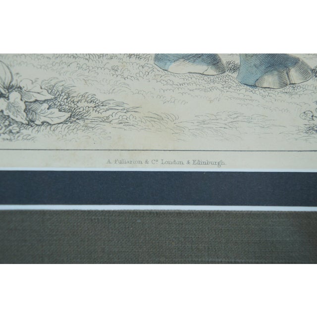 Sculpture Materials Antique 1842 English Fullarton African Rhino Rhinoceros Engraving, Framed For Sale - Image 7 of 10