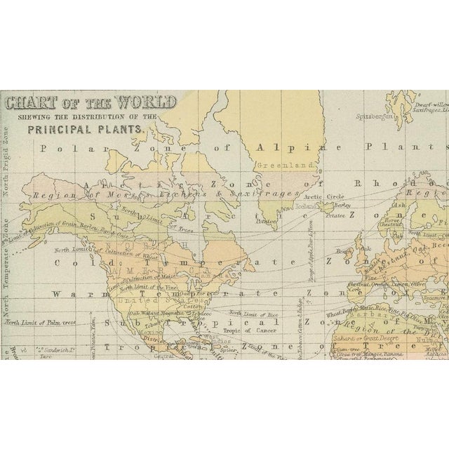 Antique Zoological and Botanical Chart of the World Decorative Map, 1884 For Sale - Image 3 of 11