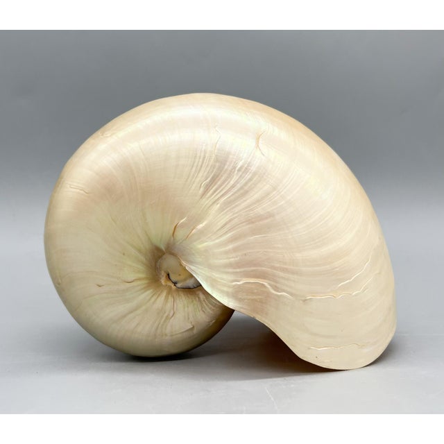 Chelsea House Inc Large Natural Polished Nautilus Shell Specimen – Coastal / Organic Modern For Sale - Image 4 of 9