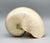 Chelsea House Inc Large Natural Polished Nautilus Shell Specimen – Coastal / Organic Modern For Sale - Image 4 of 9