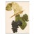 1900s U. P. Hedrick, Original Antique Photogravure of Aminia Grapes For Sale
